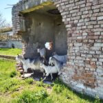 Castelul Mikes Cisteiu de Mures Alba Transylvania in Ruins