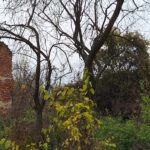 Castelul Pechy Ticau Maramures Transylvania in Ruins