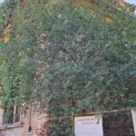 Conacul Herglotz din Herendesti, Timis, Transylvania in Ruins